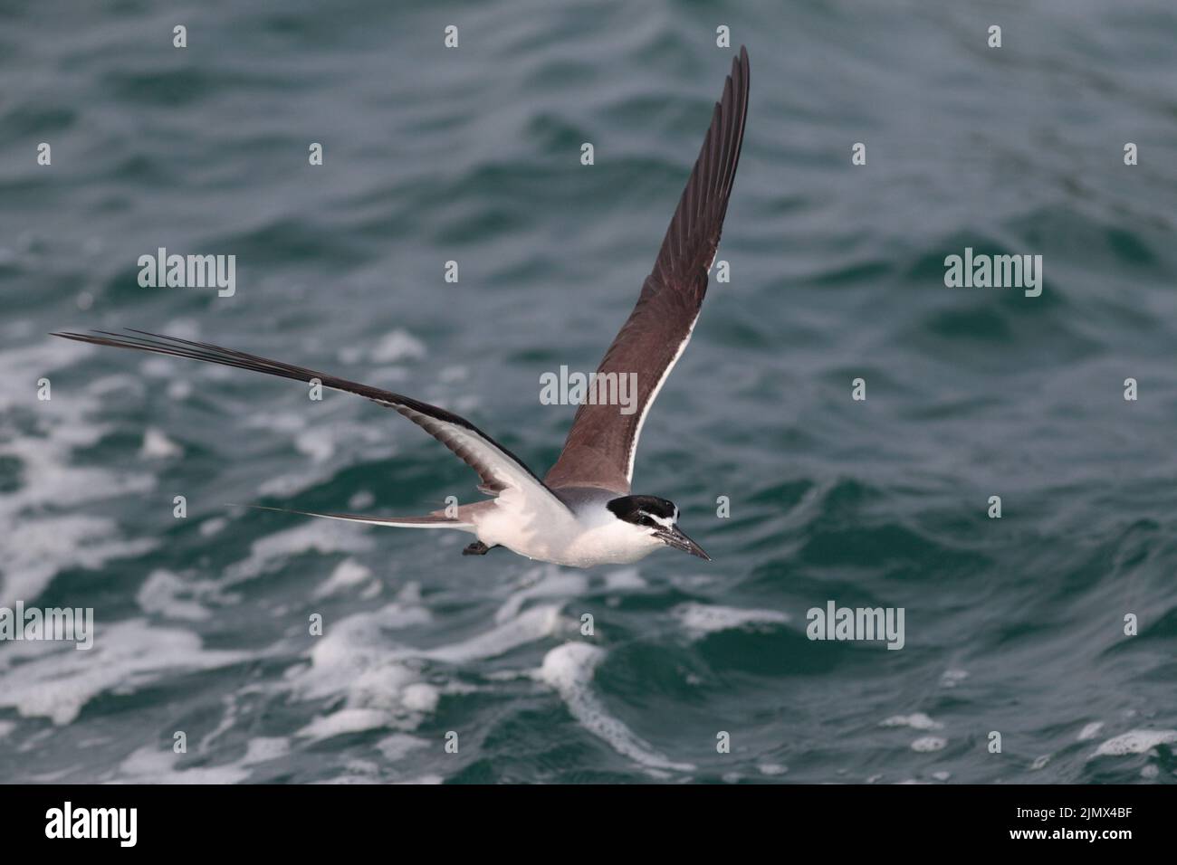 Terne bridée (Onychoprion anaethetus), oiseau unique en vol, Sai Kung, Hong Kong 2 août 2022 Banque D'Images