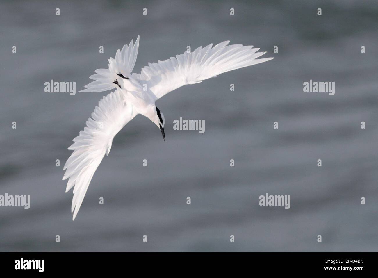 Sterne à coiffe noire (Sterna sumatrana), vue de dessous d'un seul oiseau adulte plongeant, ailes déployées, SAI Kung, Hong Kong, Chine 2 août 2022 Banque D'Images