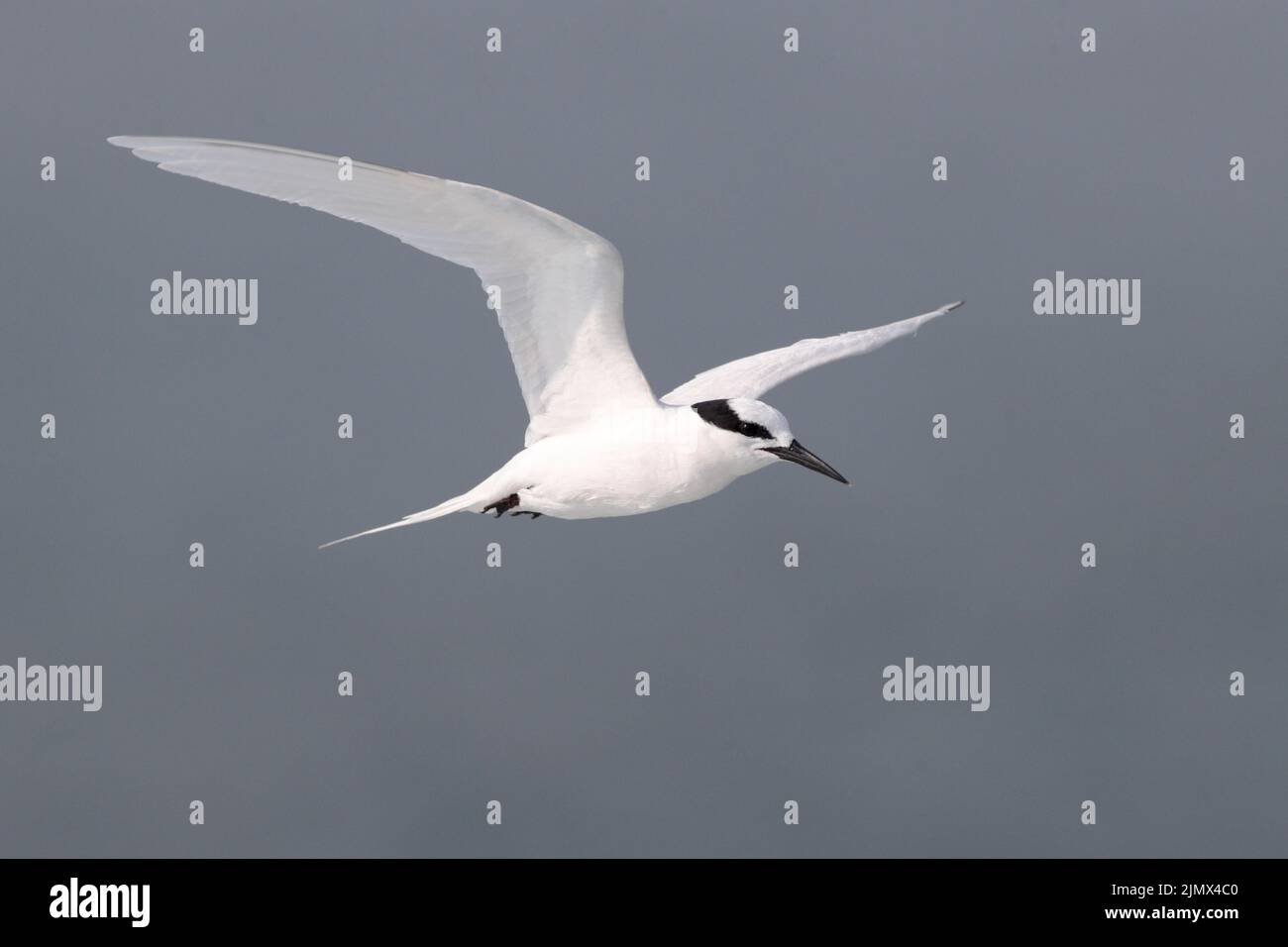 Sterne à nuque noire (Sterna sumatrana), oiseau adulte seul en vol, Sai Kung, Hong Kong 2 août 2022 Banque D'Images