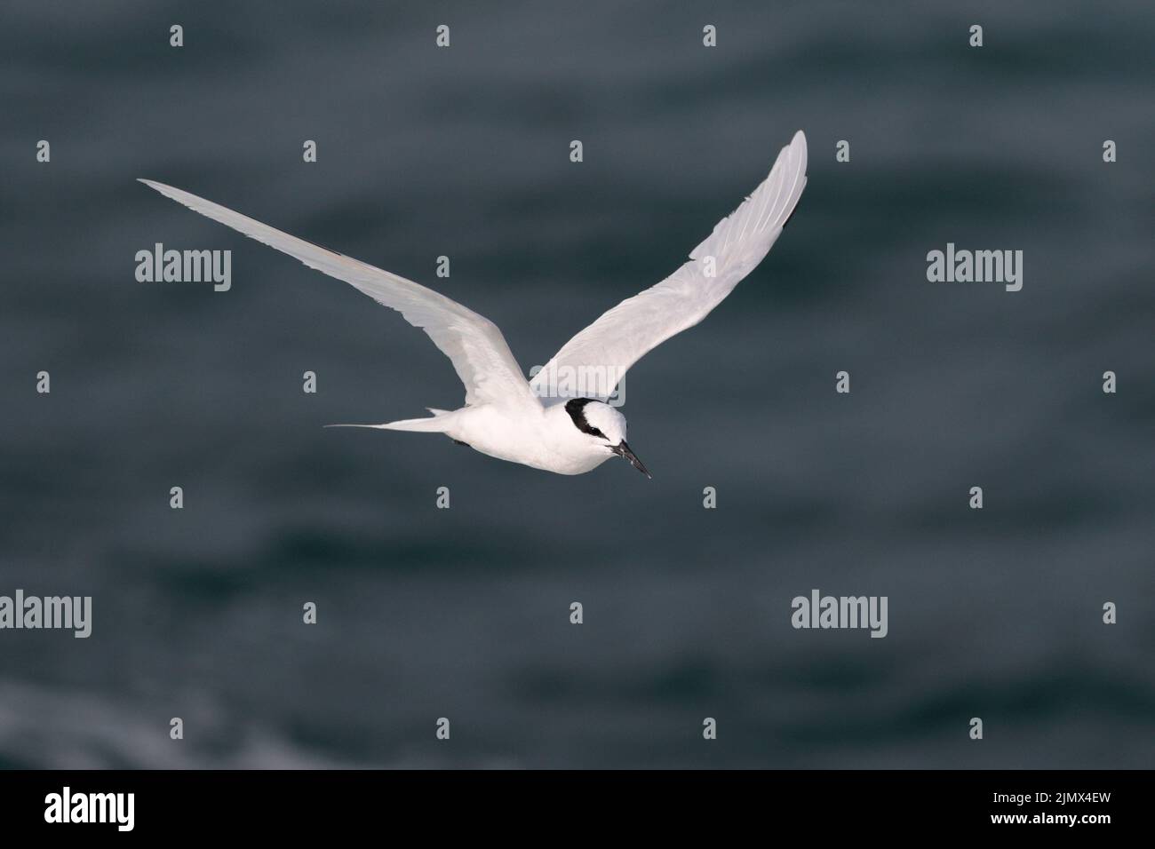 Sterne à nuque noire (Sterna sumatrana), oiseau adulte seul en vol, Sai Kung, Hong Kong 2 août 2022 Banque D'Images