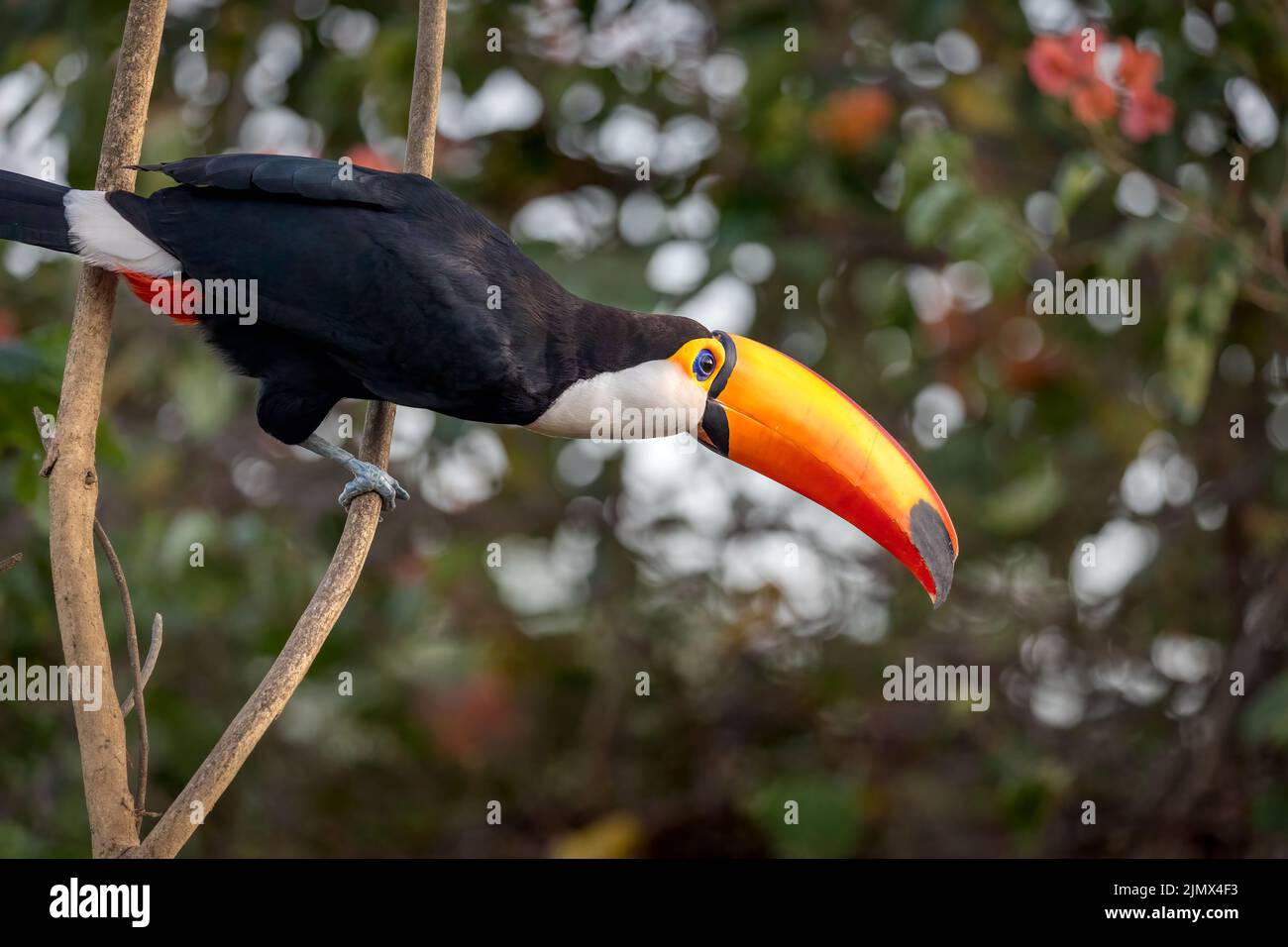 A Toco Toucan (Ramphastos toco), la plus grande des 40 espèces de Toucan, perchée sur une branche du Pantanal du Brésil. Banque D'Images