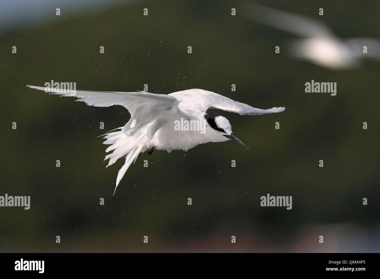 Sterne à nappas noir (Sterna sumatrana), oiseau unique en vol, Sai Kung, Hong Kong 2nd août 2022 Banque D'Images