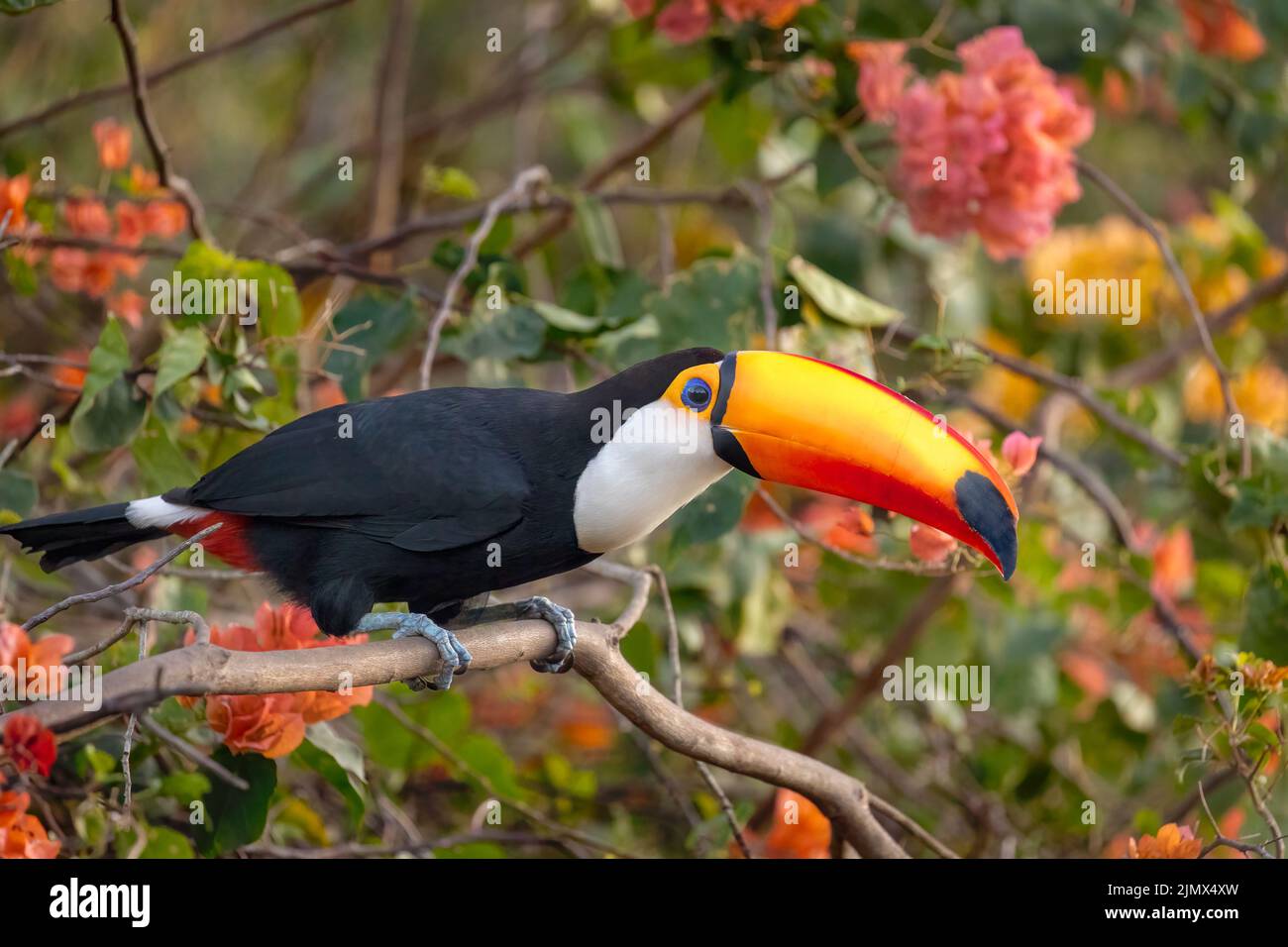 A Toco Toucan (Ramphastos toco), la plus grande des 40 espèces de Toucan, perchée sur une branche du Pantanal du Brésil. Banque D'Images