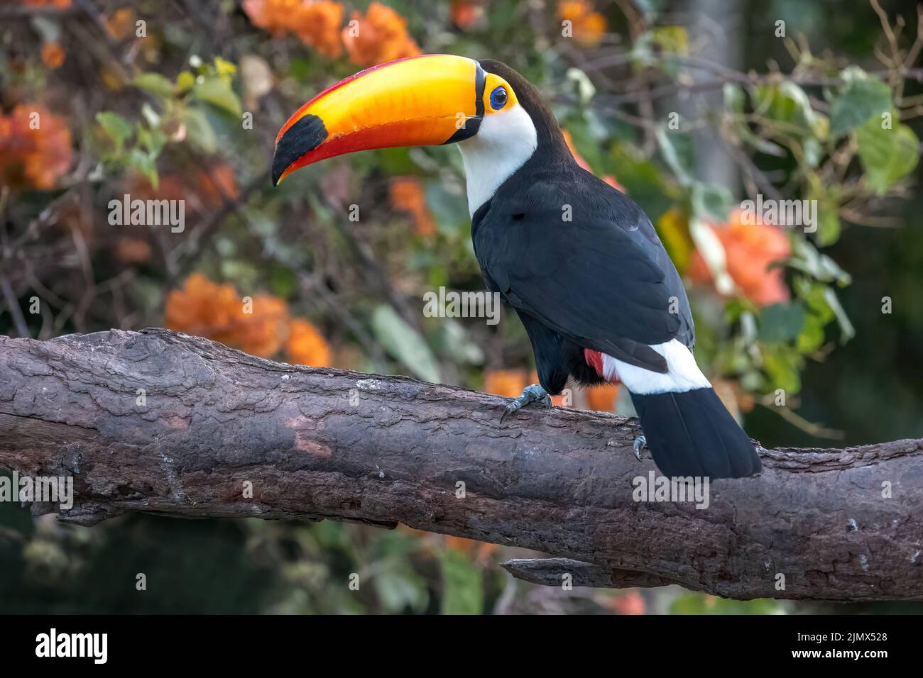 A Toco Toucan (Ramphastos toco), la plus grande des 40 espèces de Toucan, perchée sur une branche du Pantanal du Brésil. Banque D'Images