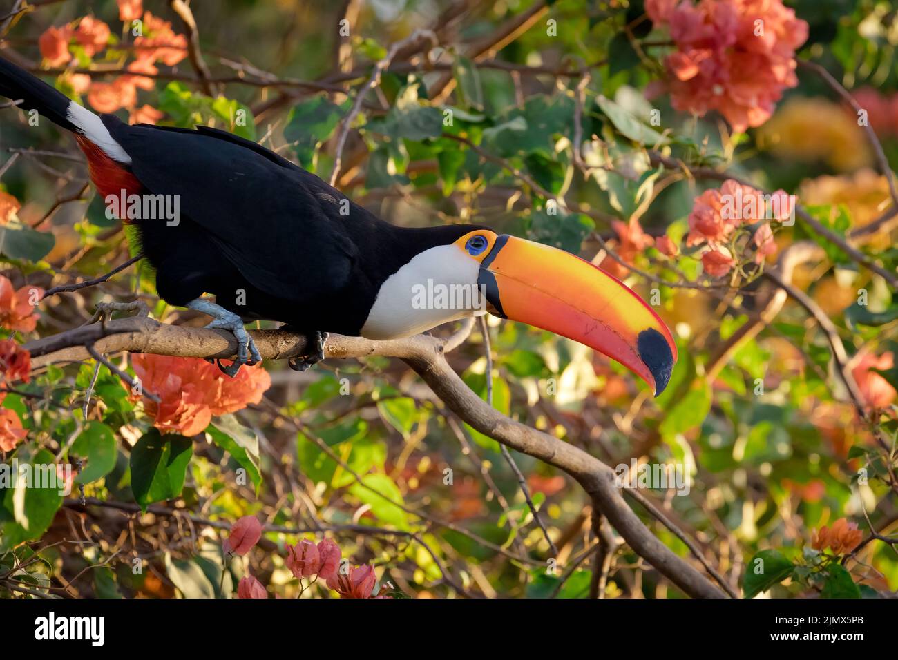 A Toco Toucan (Ramphastos toco), la plus grande des 40 espèces de Toucan, perchée sur une branche du Pantanal du Brésil. Banque D'Images