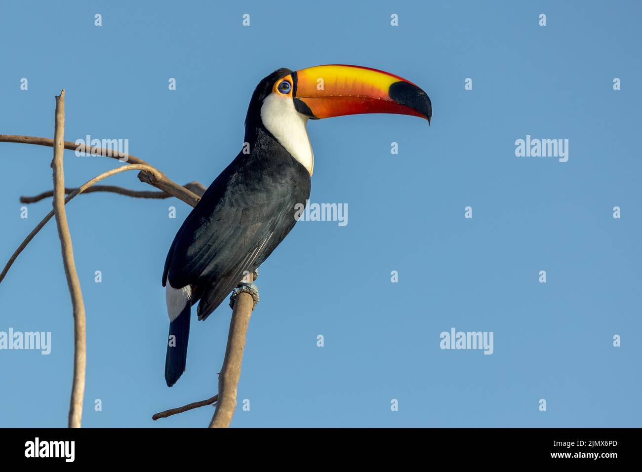 A Toco Toucan (Ramphastos toco), la plus grande des 40 espèces de Toucan, perchée sur une branche du Pantanal du Brésil. Banque D'Images