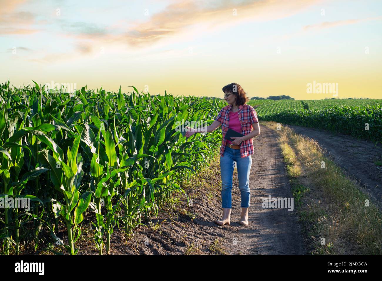 Une travailleuse agricole caucasienne d'âge moyen avec un comprimé inspectant les tiges de maïs au champ Banque D'Images