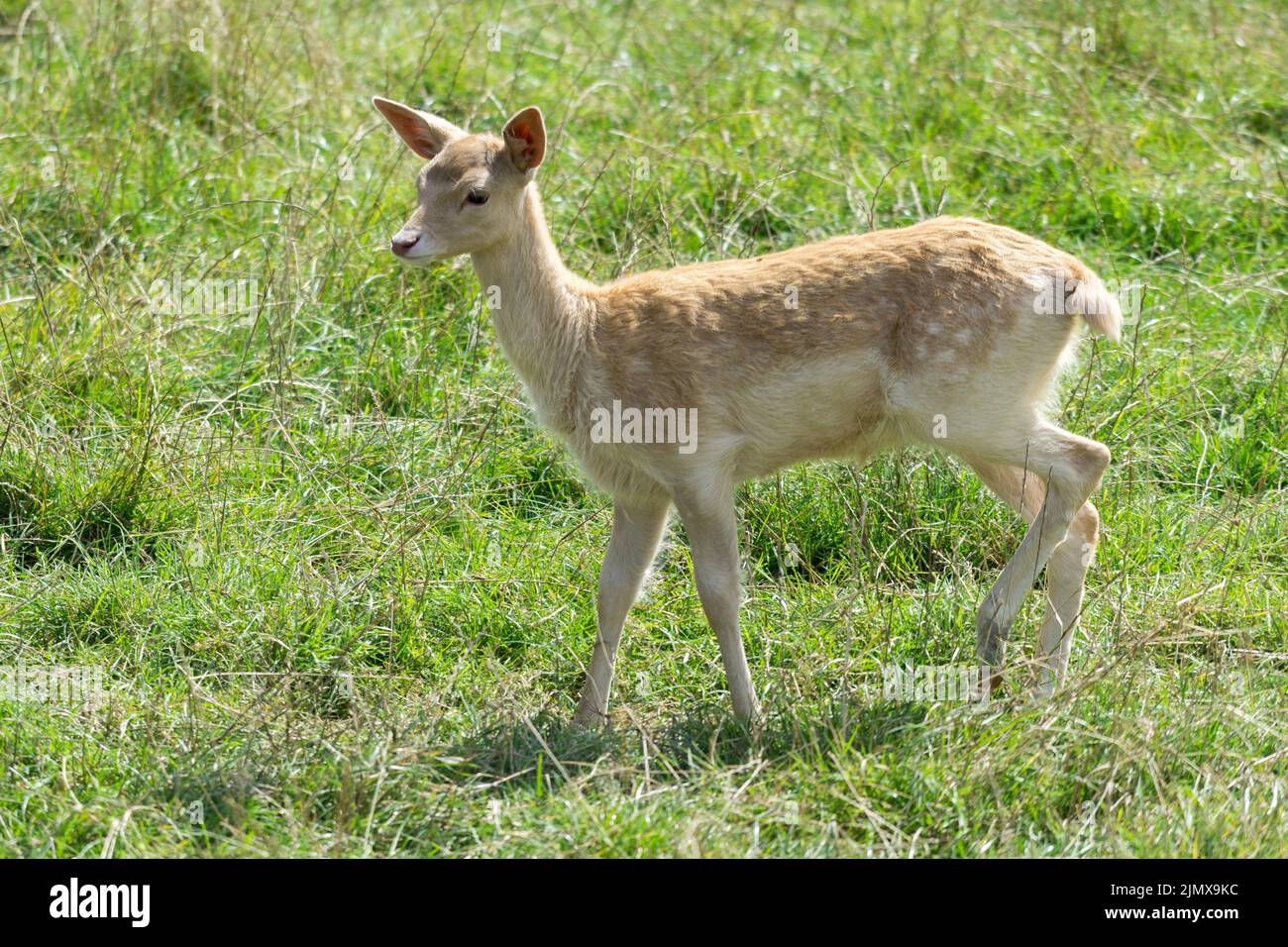 Jeune cerf en jachère marchant dans l'herbe Banque D'Images