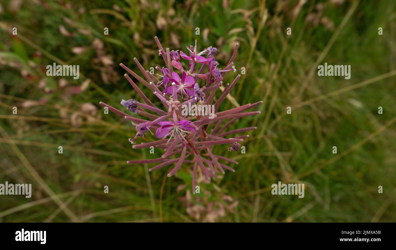 Grande inflorescence de l'herbe à feu à feuilles étroites. La plante saule-herbe est sur le point de terminer la floraison. Banque D'Images