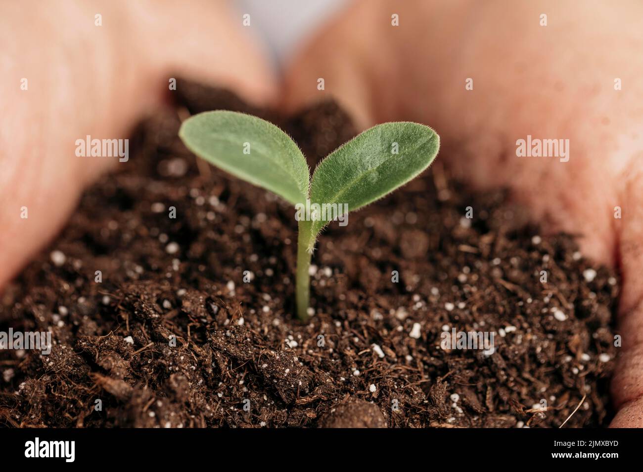 Gros plan des mains mâles tenant la plante du sol Banque D'Images