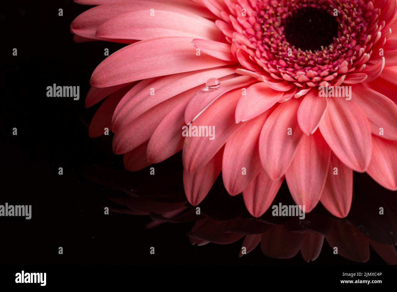 Gros plan sur les pétales de gerbera, tons roses Banque D'Images