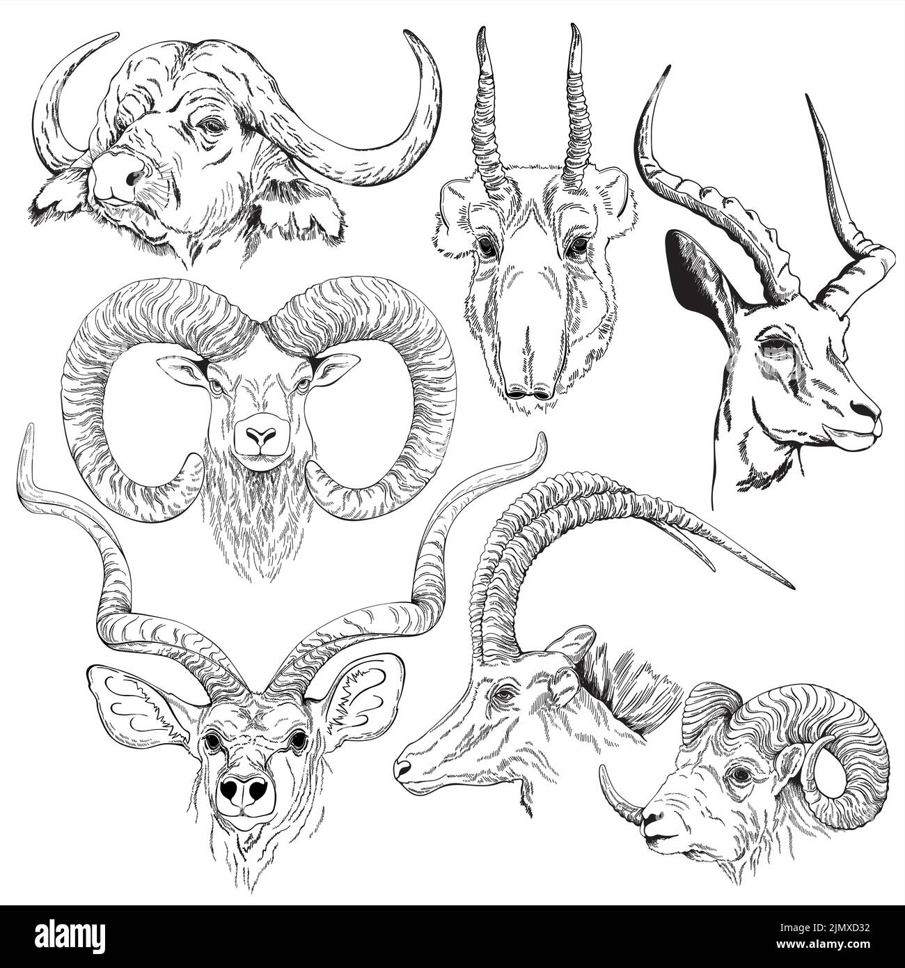 Ensemble d'animaux de style esquisse dessinés à la main isolés sur fond blanc. Illustration vectorielle. Illustration de Vecteur