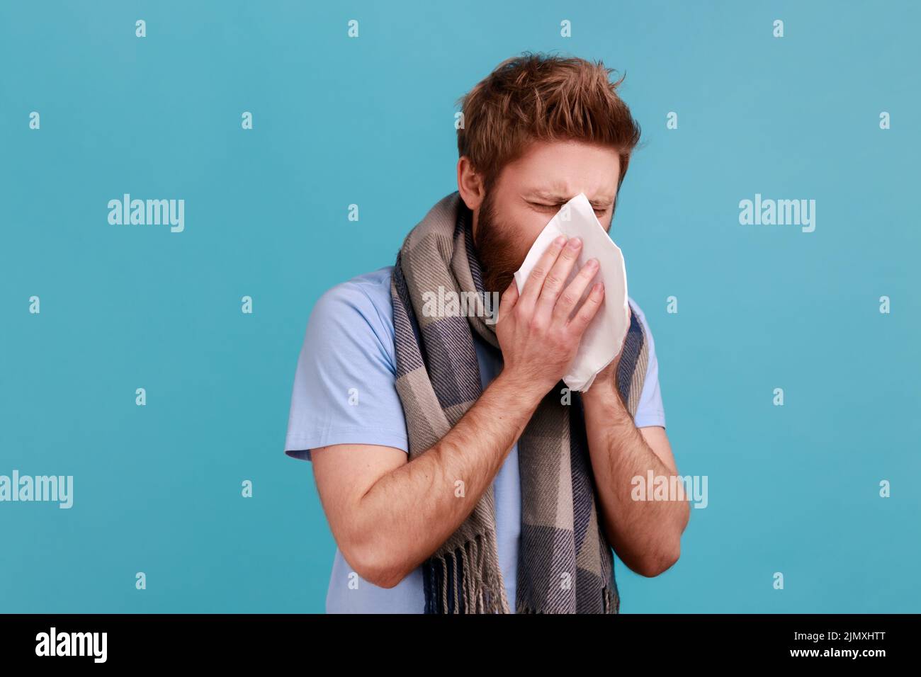 Portrait d'un homme barbu malsain enveloppé d'une chaude écharpe toussant, éternuant dur dans la serviette, se sentant mal au nez qui coule, allergie. Studio d'intérieur isolé sur fond bleu. Banque D'Images