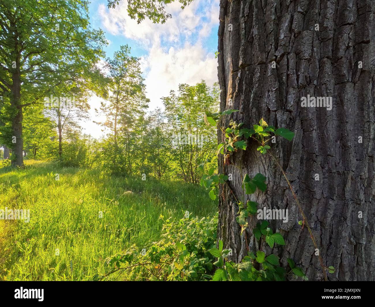 Paysage d'été avec champ de ferme vert et forêt au loin, sous un ciel bleu avec des nuages blancs moelleux Banque D'Images