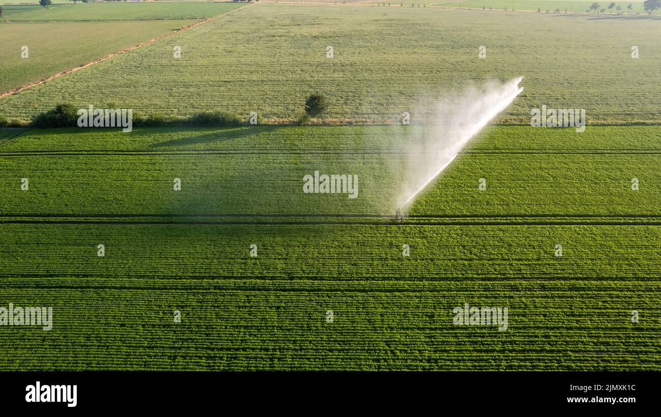 Vue aérienne par un drone d'un champ de pommes de terre irrigué par un système d'irrigation gigantesque et puissant Banque D'Images