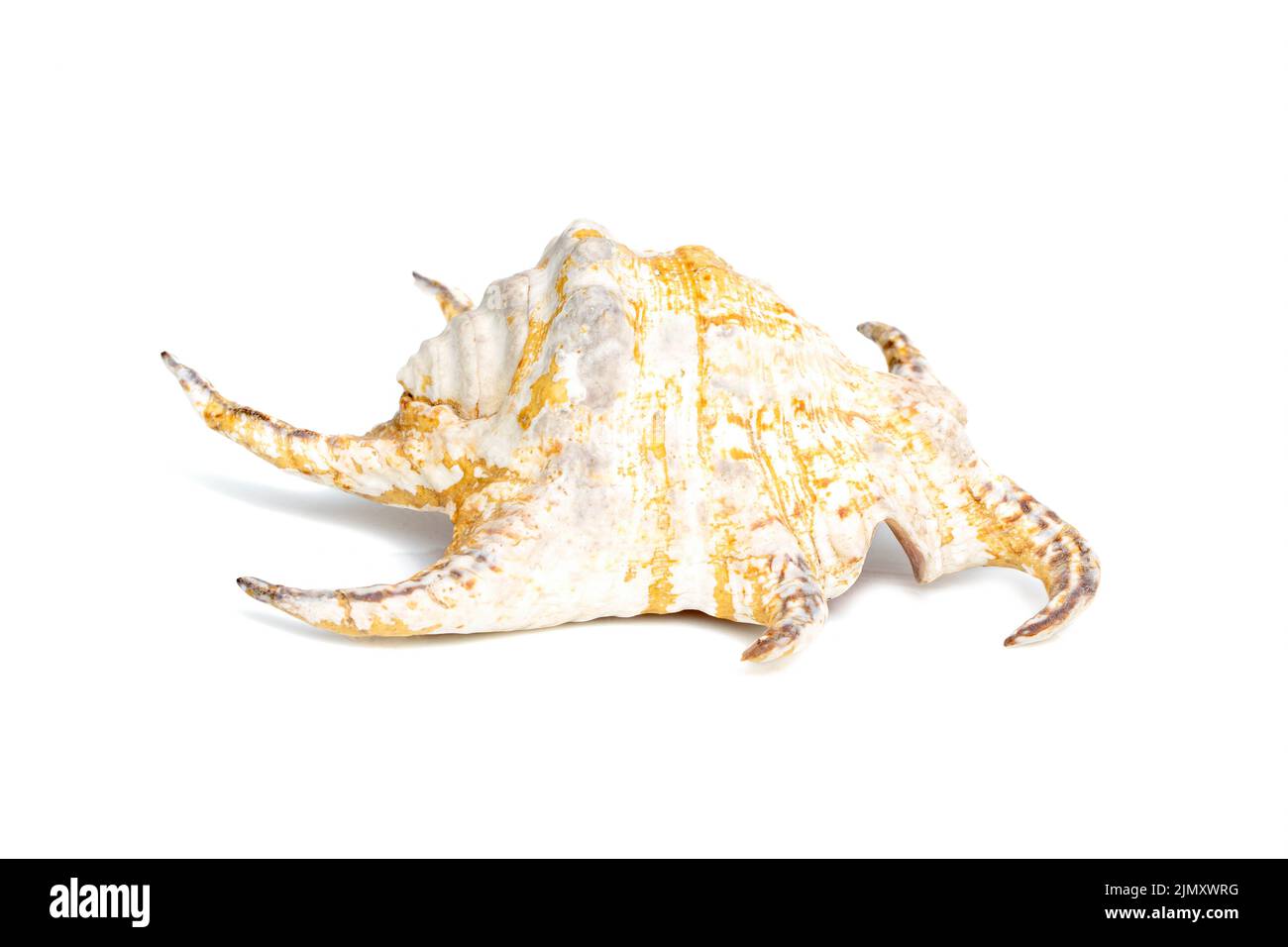 Image de Lambis chiragra, Harpago chiragra sur fond blanc. Animaux sous-marins. Coquillages. Banque D'Images