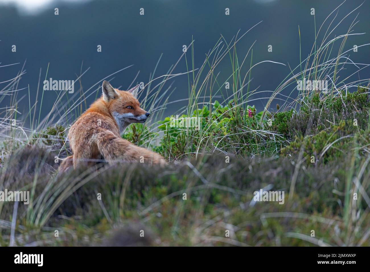 Un chiot est clairement visible sur la tétine du vixen de renard rouge Banque D'Images