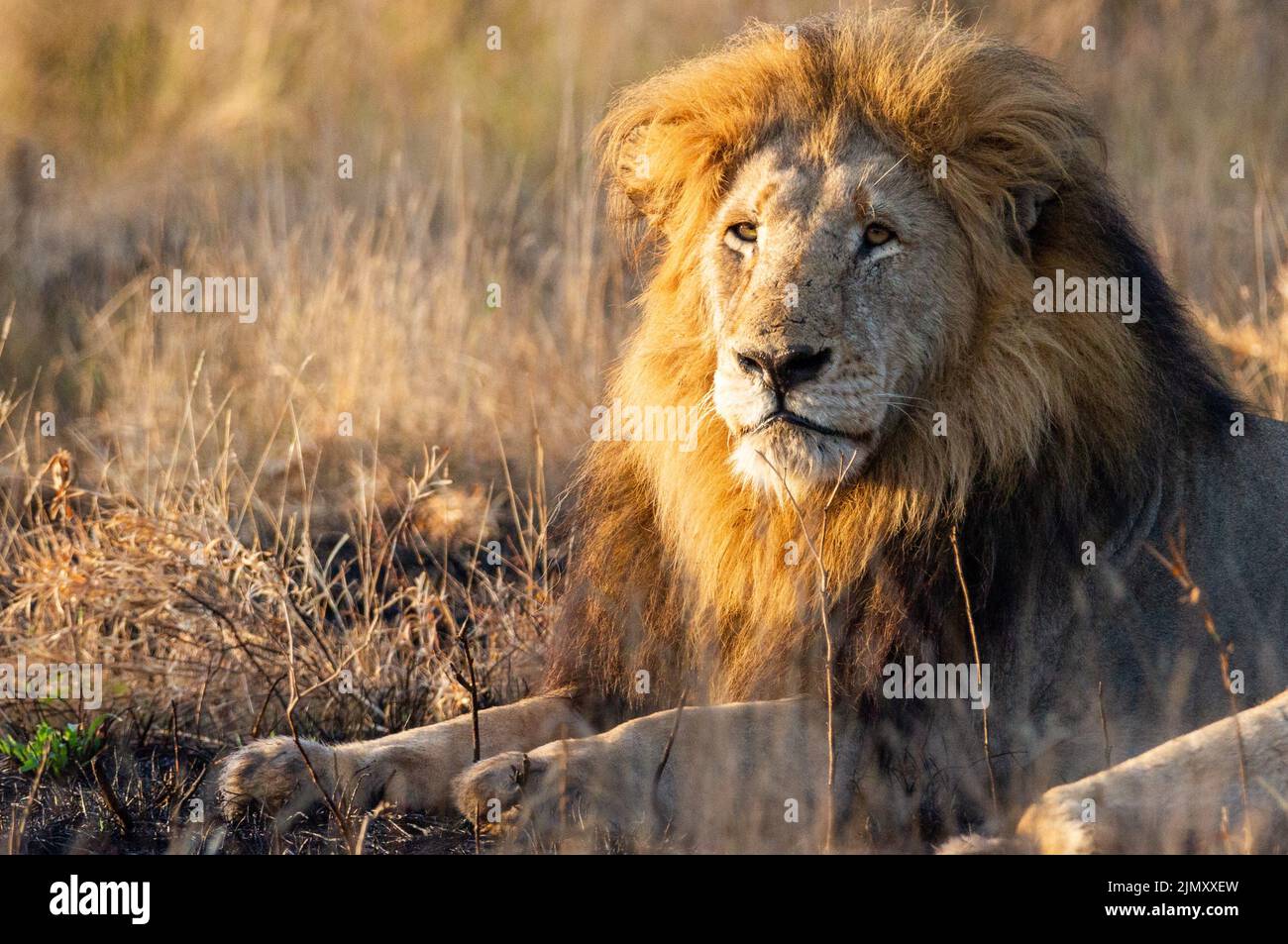 Lion majestueux au soleil du matin au parc national Kruger, Afrique du Sud Banque D'Images