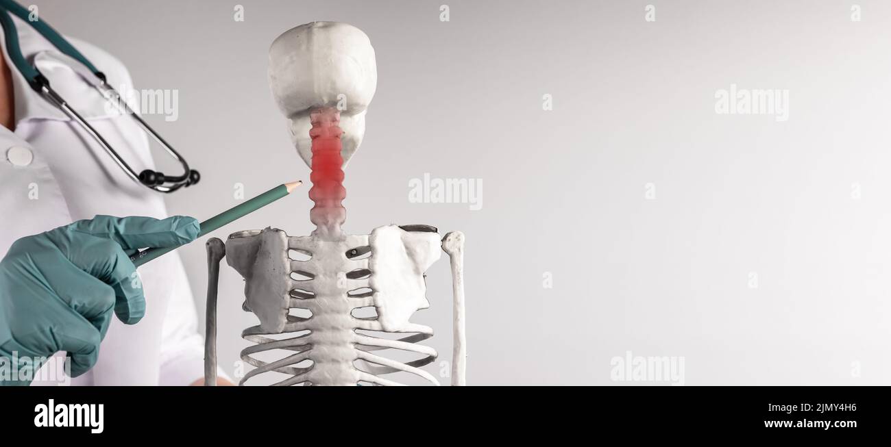 Bannière avec la main du médecin pointant vers le squelette de la colonne cervicale avec le point rouge. Douleur au cou, raideur. Anatomie du système squelettique, structure du corps, formation médicale. Copier l'espace. Photo de haute qualité Banque D'Images