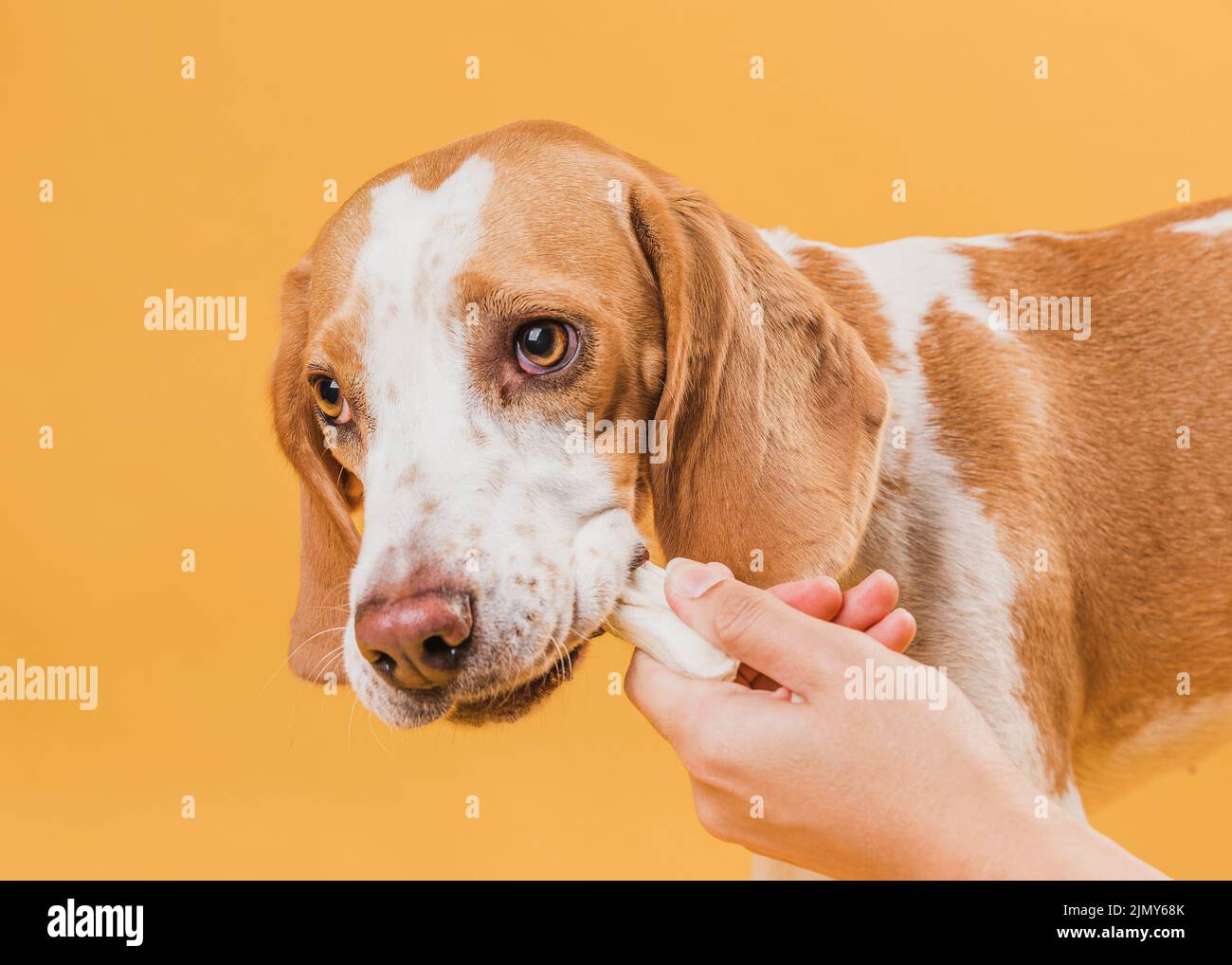 Main prenant l'os de la bouche de chien Banque D'Images