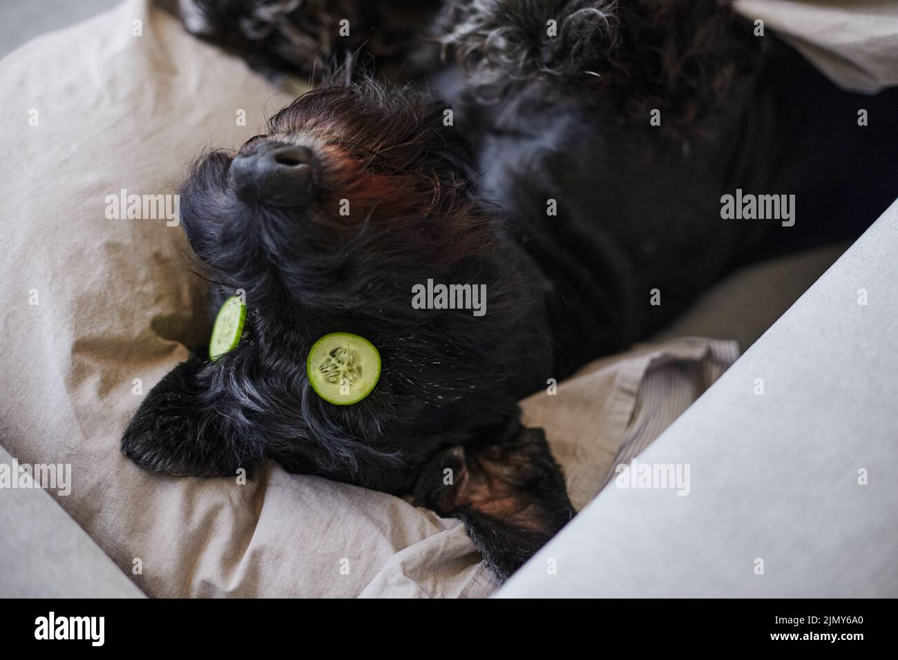 Masque Banque de photographies et d’images à haute résolution Alamy