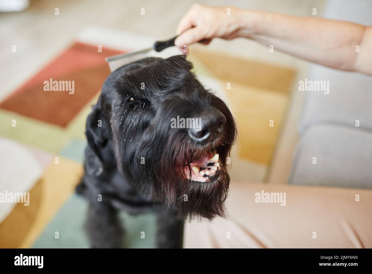 Gros plan de schnauzer noir assis obéissant tout en peignant sa fourrure Banque D'Images