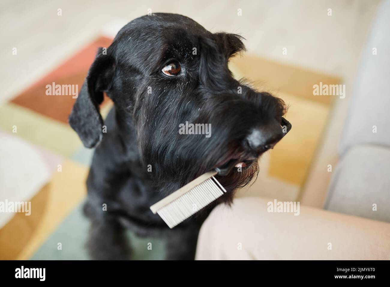 Gros plan d'un joli chien obéissant donnant un peigne à son propriétaire pour le brossage Banque D'Images