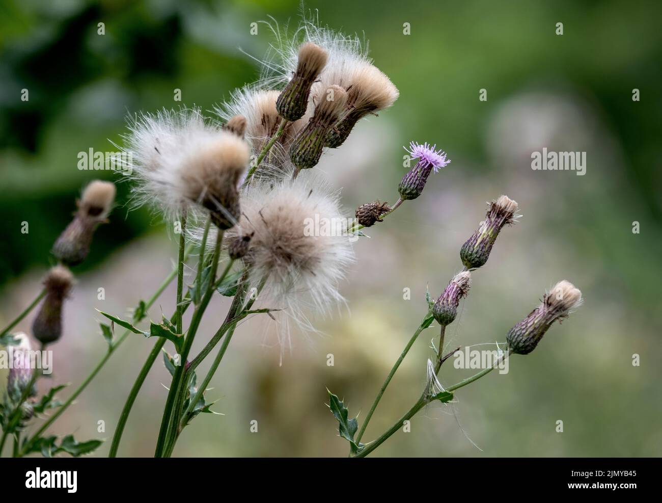 Une plante de chardon sauvage commune avec ses têtes de fleur est allé à la graine, l'Angleterre. Banque D'Images
