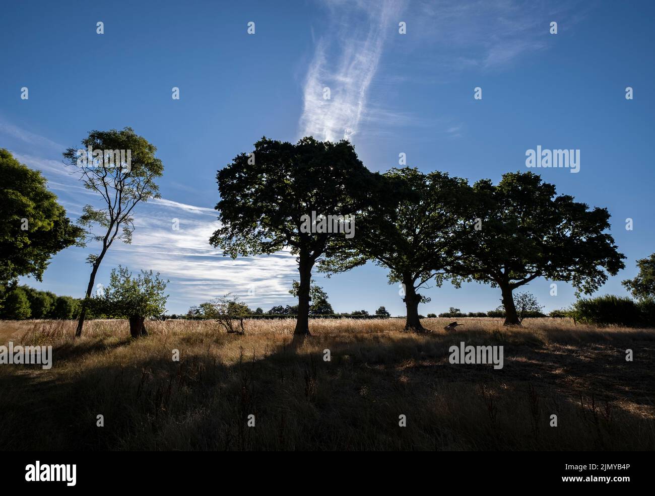 En début de matinée, l'été se réchauffait contre un ciel bleu sur des terres rurales près d'Alcester, Warwickshire, Angleterre avec des champs de parages et hedgerow. Banque D'Images