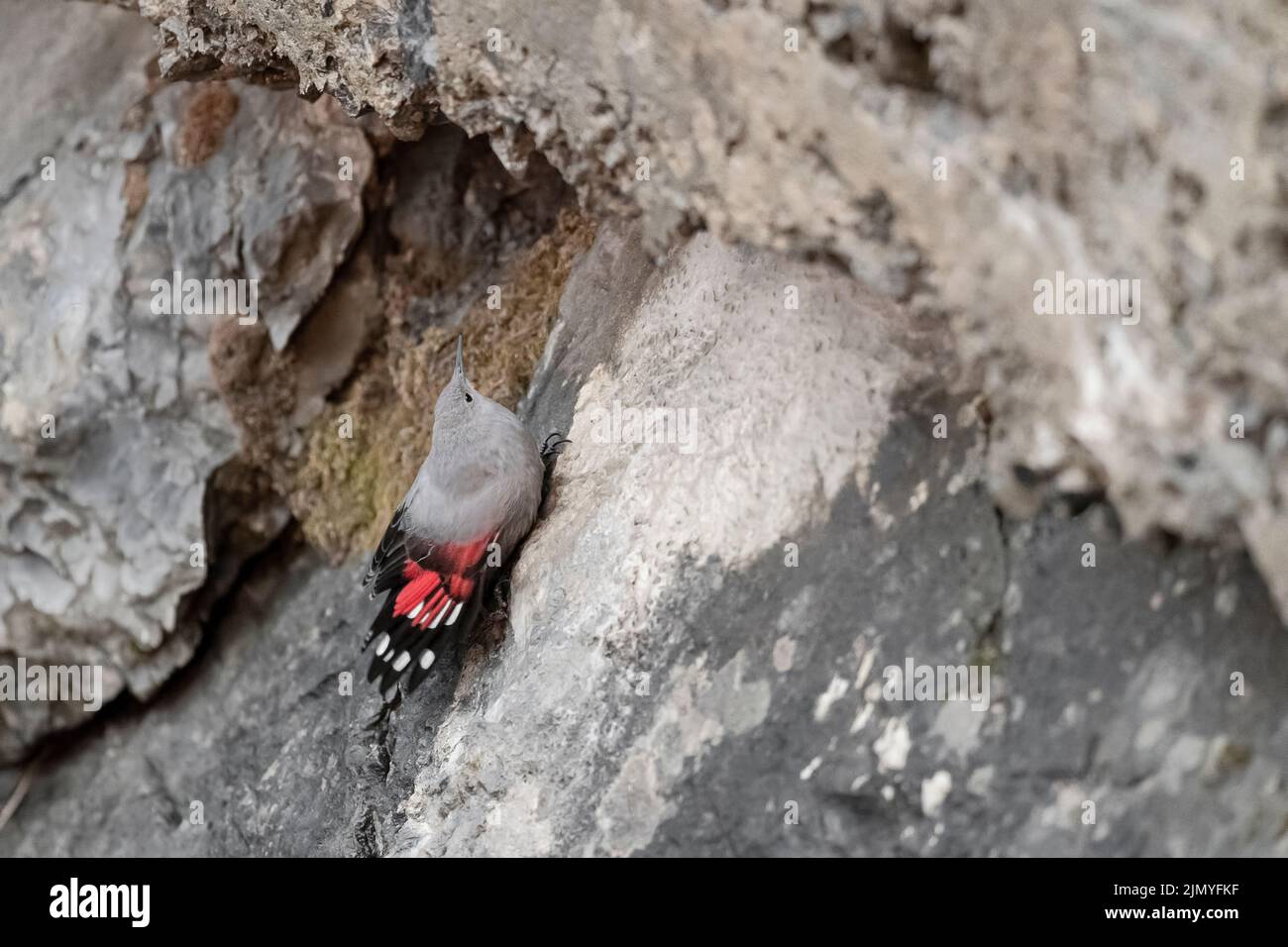 Jeune wallasuper à la recherche de nourriture sur le mur de montagne (Tichodroma muraria) Banque D'Images