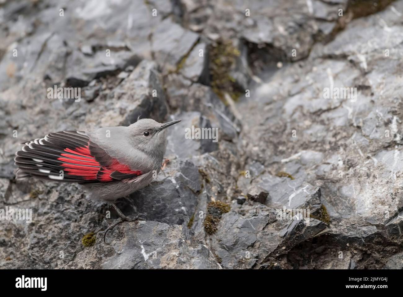 Sur le rocher, le jeune wallsuper-réducteur sur le mur de montagne (Tichodroma muraria) Banque D'Images