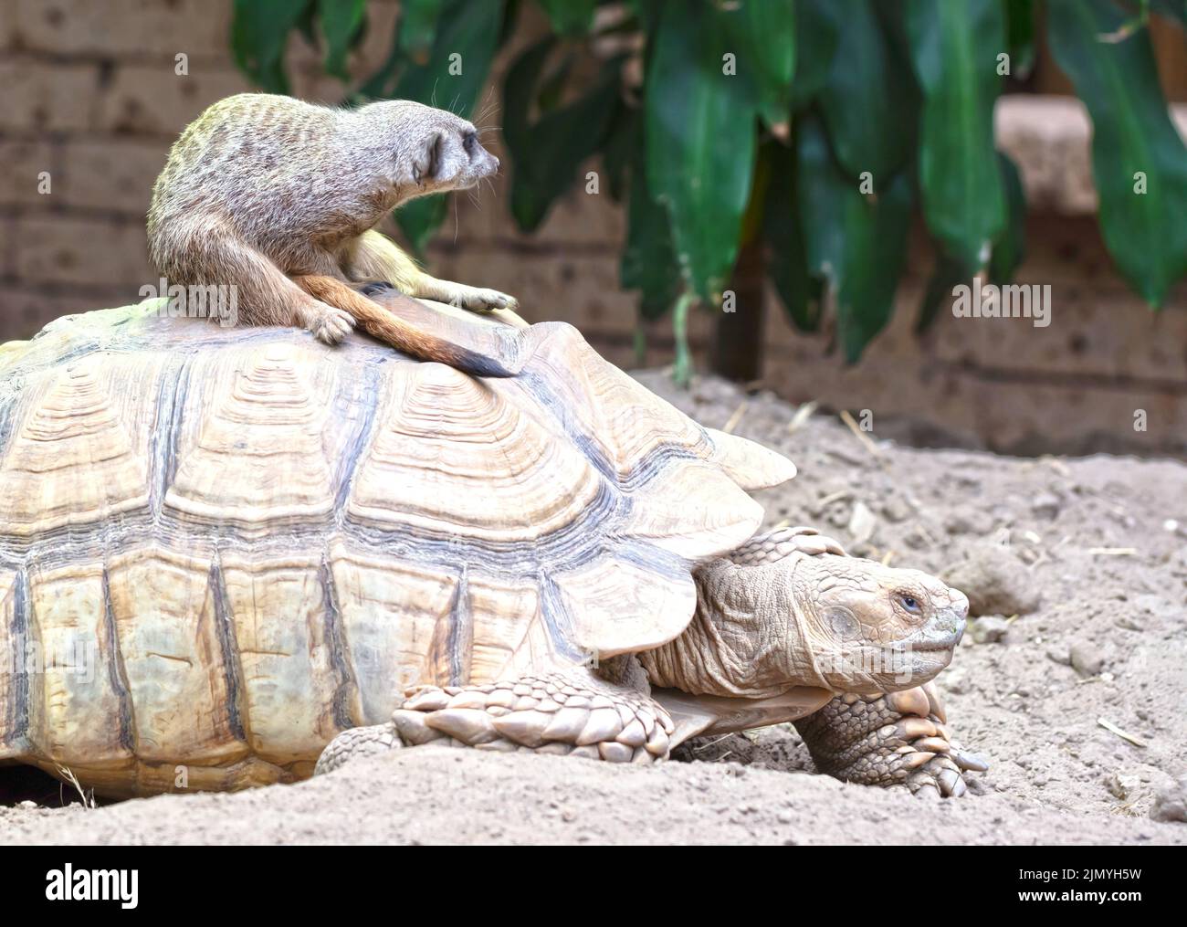 Meerkat adulte sur une grande tortue, foyer sélectif Banque D'Images