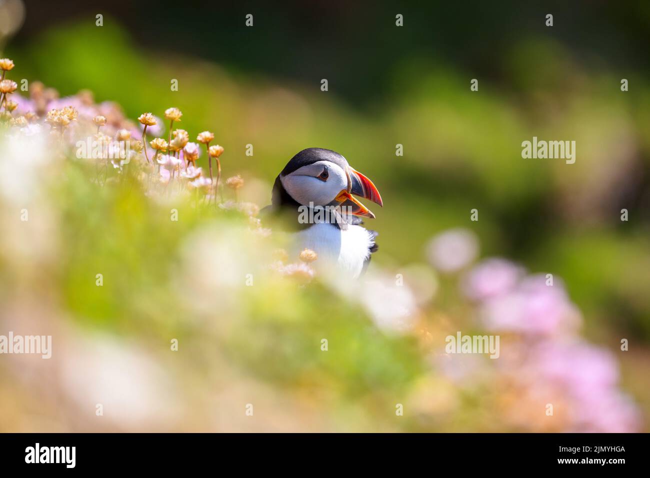 Vue rapprochée de la tête d'un macareux de l'Atlantique dans la prairie par temps ensoleillé Banque D'Images