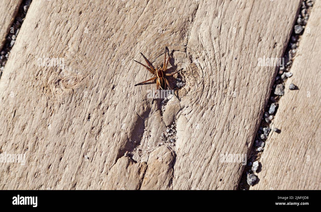grande araignée noire et jaune reposant sur le bois chaud d'été Banque D'Images