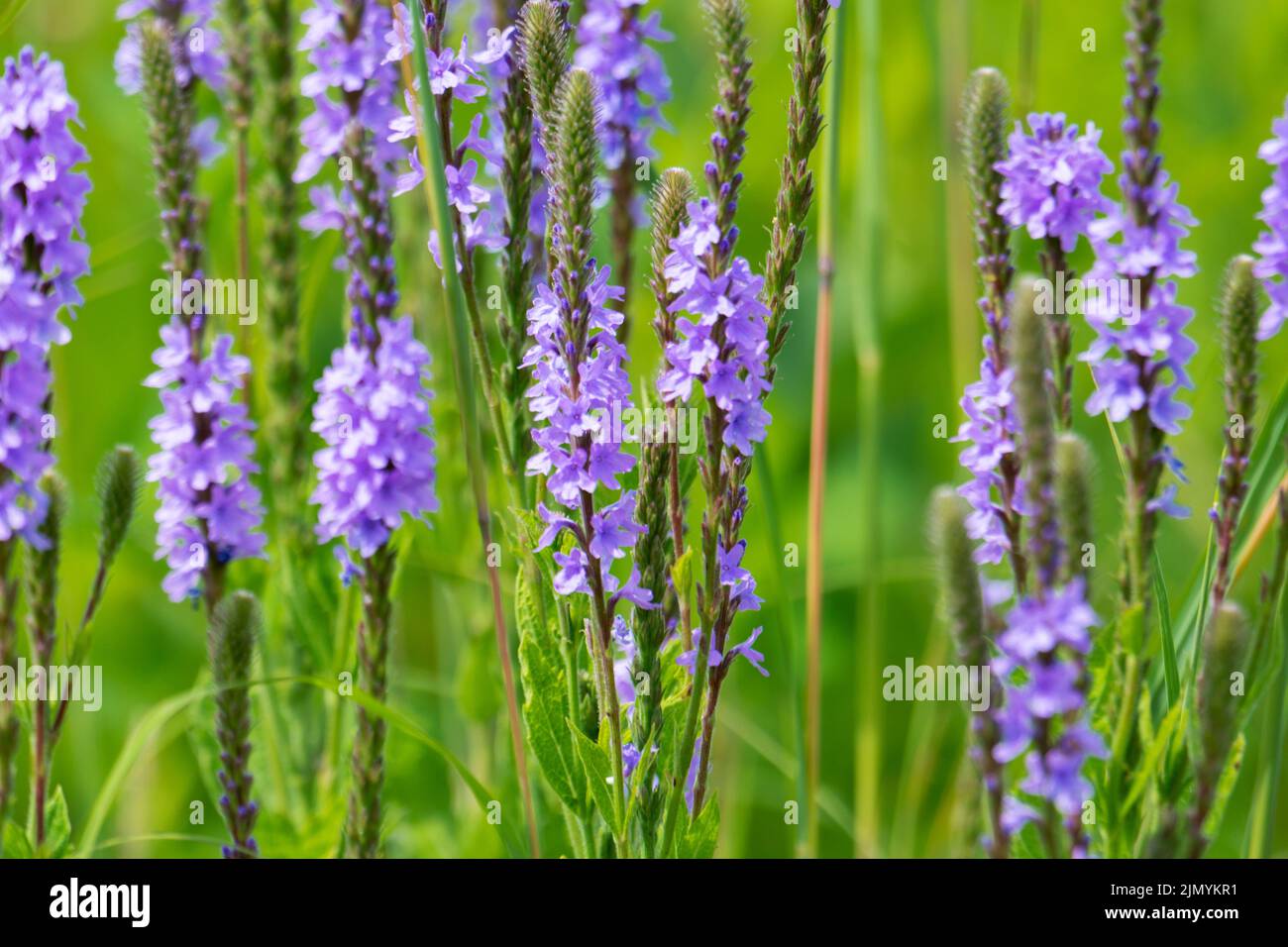 Le vervain de l'hary montre ses pointes pourpres au soleil d'été. Banque D'Images