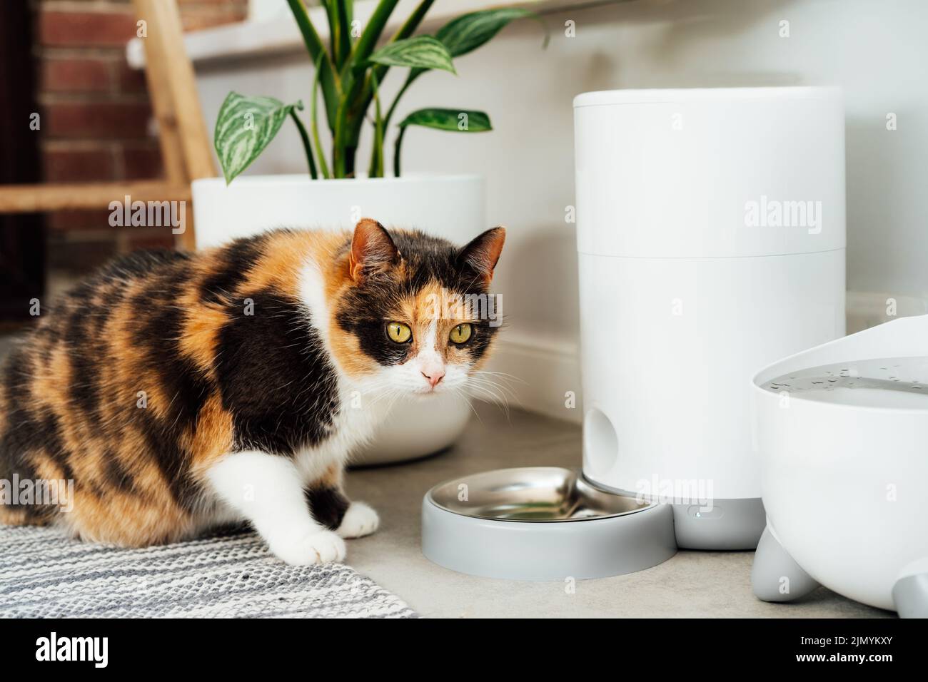 Adorable chat coloré attendant la nourriture de la mangeoire intelligente automatique dans un intérieur confortable. La vie à la maison avec un animal de compagnie. Concept de régime alimentaire sain pour animaux de compagnie. Sélection Banque D'Images Adorable chat coloré attendant la nourriture de la mangeoire intelligente automatique dans un intérieur confortable. La vie à la maison avec un animal de compagnie. Concept de régime alimentaire sain pour animaux de compagnie. Sélection Banque D'Images