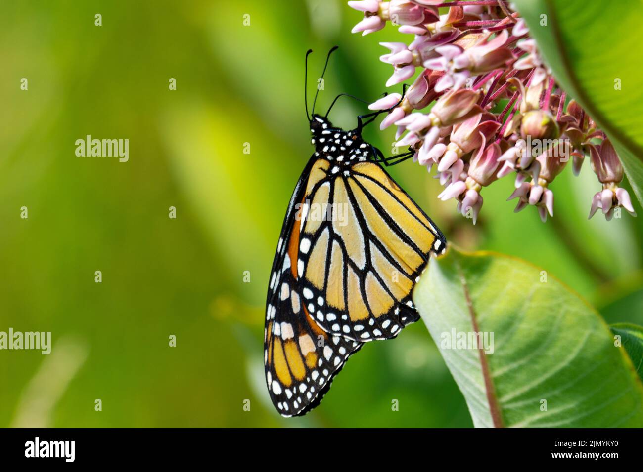 Un papillon monarque se férit sur le nectar des fleurs de l'herbe à lait. Banque D'Images