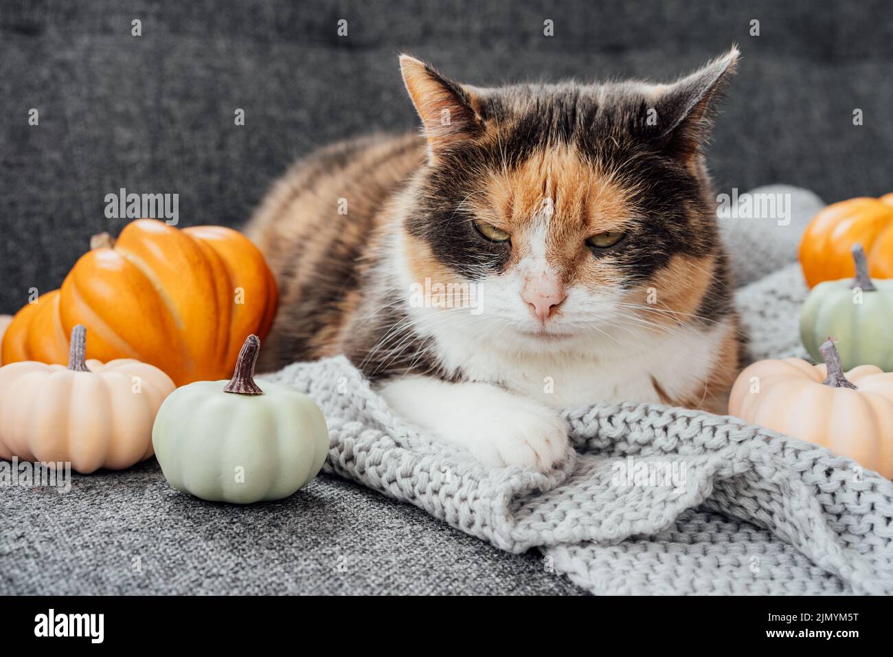 Chat Multicolore Banque De Photographies Et D Images A Haute Resolution Alamy