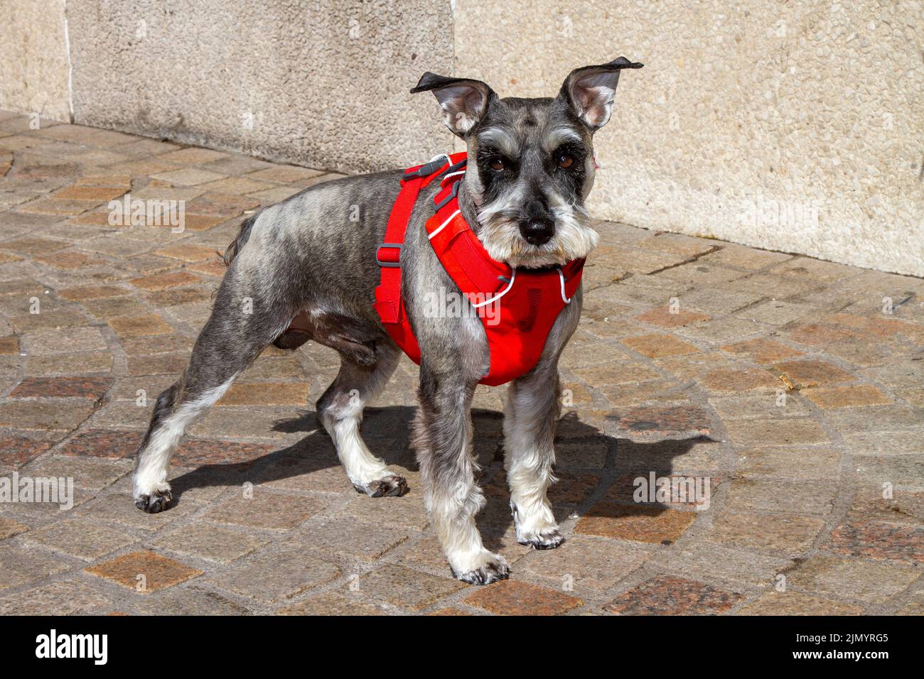 Schnauzer miniature chien gris blanc portant un harnais rouge à Blackpool, Royaume-Uni Banque D'Images