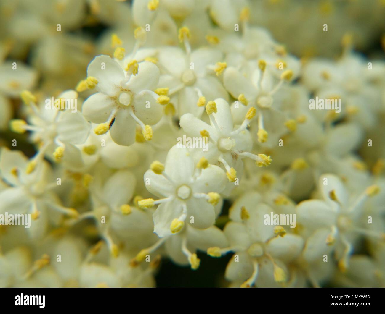 Arbre aîné en fleur juin 2022 Banque D'Images