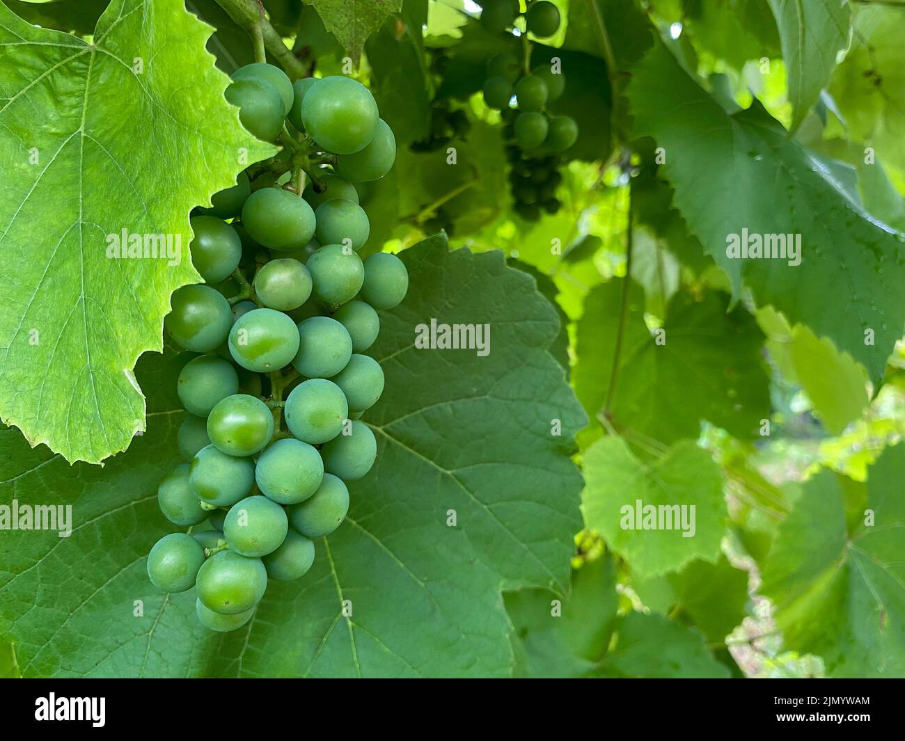 Bouquet de raisins verts, espace de copie. Grappe de raisins en croissance, concentration sélective. Concept de vinification Banque D'Images