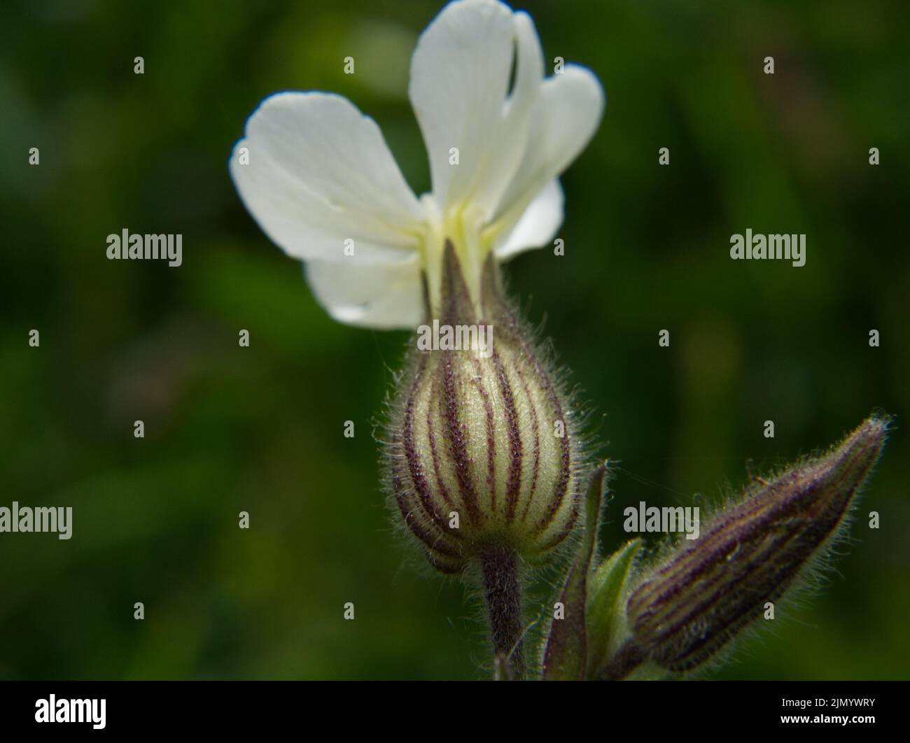 Fleur de campion à vessie blanche juin 2022 Banque D'Images