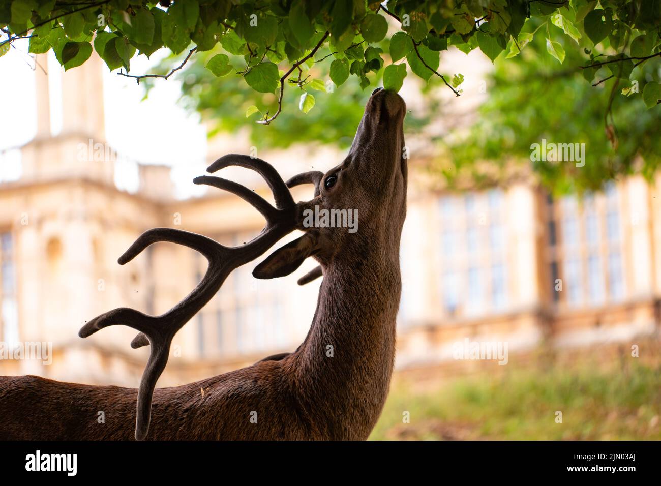 Un cerf rouge se nourrissant des feuilles de chêne alors que l'herbe est coupée de la sécheresse et de l'été chaud Banque D'Images