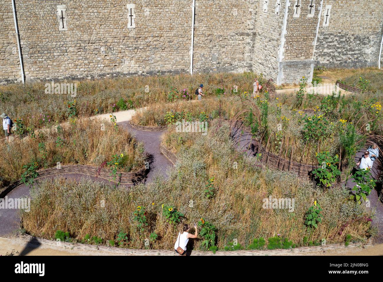 Tour de Londres, Londres, Royaume-Uni. 8th août 2022. Le temps chaud a continué dans la ville, avec les longs sorts secs illustrés par le regard parché des fleurs sauvages dans l'exposition Superbloom dans la lande de la Tour de Londres. Les visiteurs qui y marchent Banque D'Images