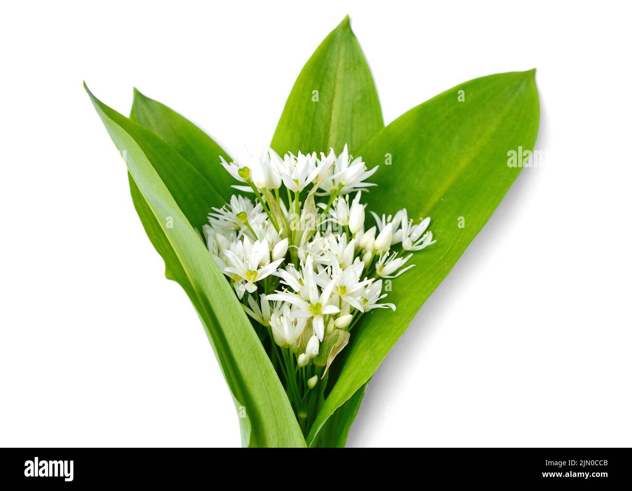 Bouquet de fleur d'ail sauvage ramson chefs et de feuilles sur fond blanc isolé. Banque D'Images
