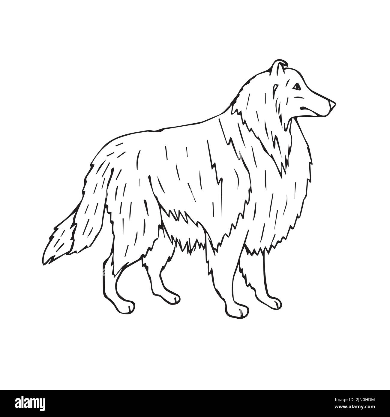 Dessin d'un chien de collie à dessin manuel vectoriel isolé sur fond blanc Illustration de Vecteur
