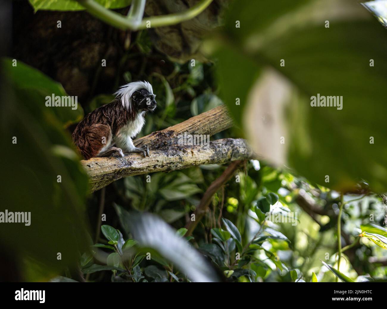 Le tamarin de coton / Saguinus oedipus en danger critique assis parmi les arbres Banque D'Images