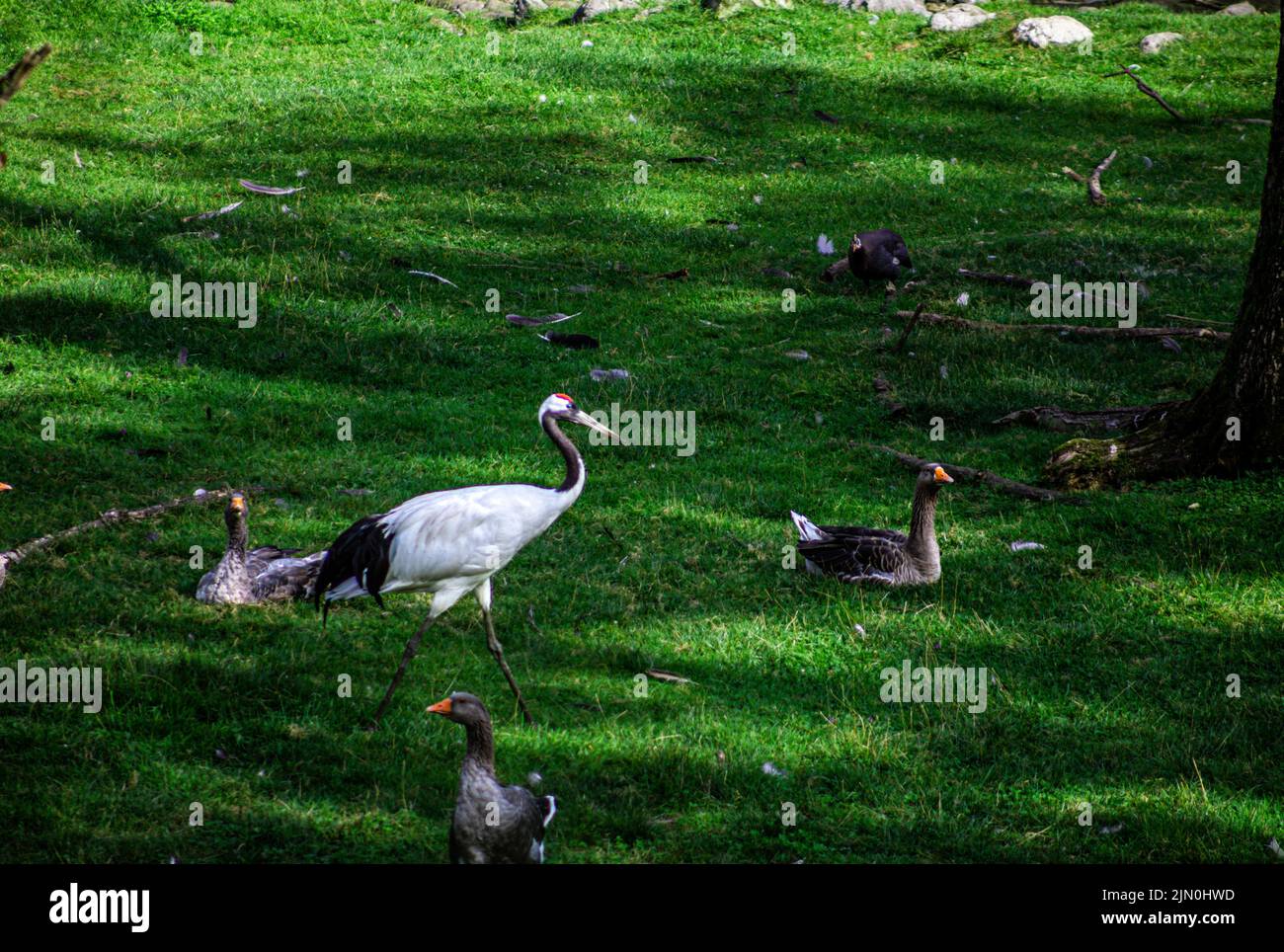 Grue à couronne rouge - Grus japonensis, passant devant quelques oies est un symbole de chance, de longévité et de fidélité Banque D'Images