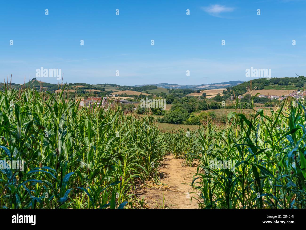 Une vue à travers le champ de maïs. Vue sur le paysage vers Symondsbury et Colmers Hill, Bridport, Dorset. Illustration de l'agriculture et de l'agriculture. Banque D'Images
