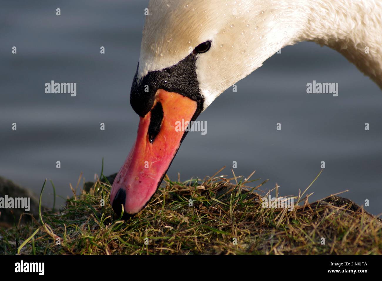 Cygne blanc sur le lac. Banque D'Images